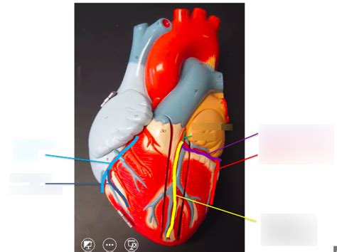 HEART - Anterior RCA and LCA • Diagram | Quizlet