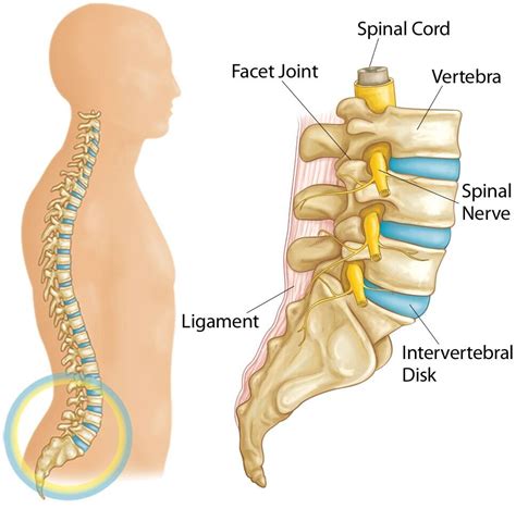 What Are Vertebral Discs Spine