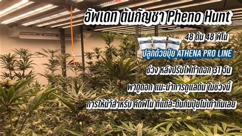 Pheno Hunt Athena Pro Line