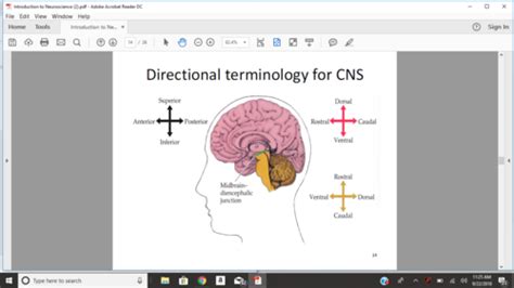 Introduction To Neuroscience Flashcards Quizlet