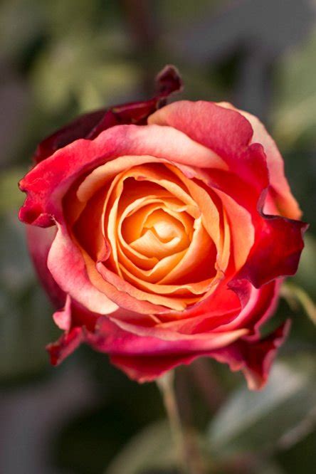 Роза Три-Д (3D Rose) | PLANTE.md