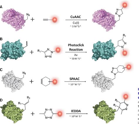 Figure 2 From Site Specific Labeling Of Proteins Using Unnatural Amino