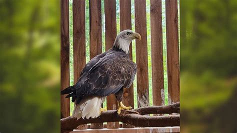 Poisoned Bald Eagle Rescued In Esopus Ny