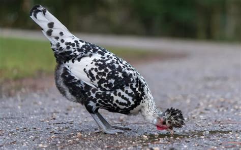 What Is Chicken Grit And Why Chickens Need It Learnpoultry