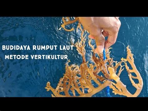 Budidaya Rumput Laut Dengan Metode Vertikultur Youtube