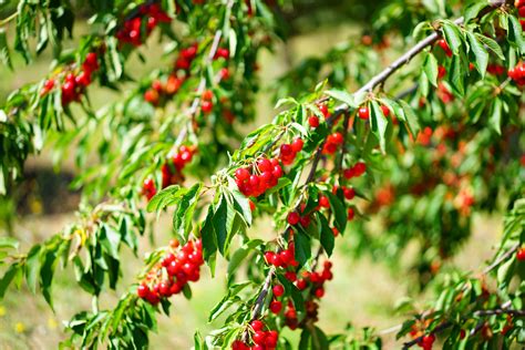 Fotos gratis árbol naturaleza rama Fruta baya hoja flor maduro