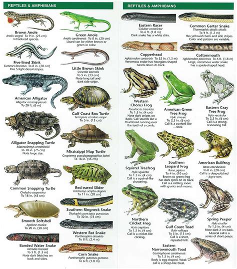 Species Identification – Woodlands Conservancy | Turtle tank, Reptiles ...