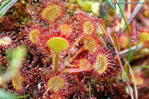 O Que Procurar No Ver O Orvalhinhas Plantas Carn Voras Nativas Wilder