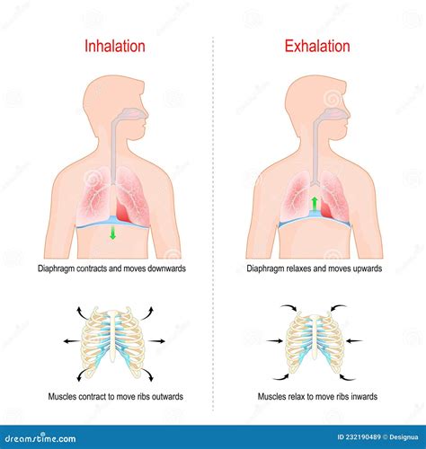 Cycle of Breathing, Inspiration and Expiration Stock Vector