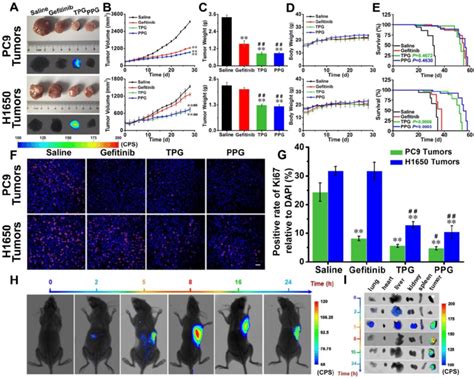 Efficacy Evaluation In Vivo Nude Mice With Pc Cells And H Cells
