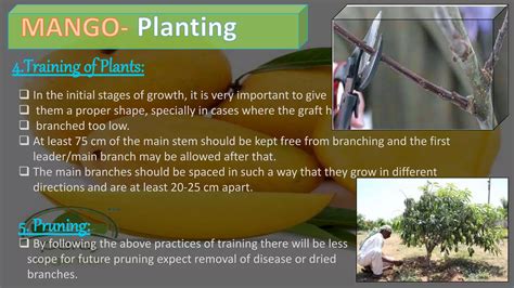 Mango Cultivation Practices PPT