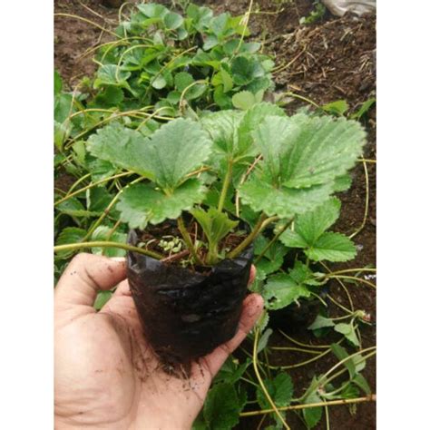 Jual Bibit Strawberry Stroberi Lembang Kualitas Buah Manis Segar Dan