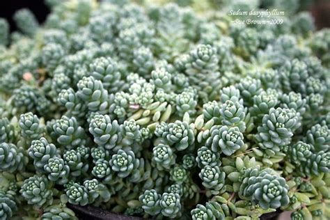 Sedum Dasyphyllum Blue Tears Corsican Stonecrop Aka Love And