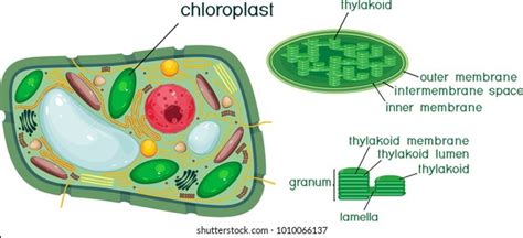 Plant Cell Vacuole