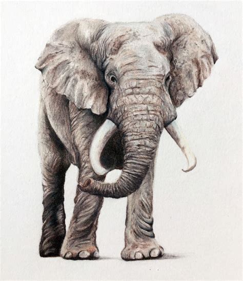 Elephant Drawing at GetDrawings | Free download