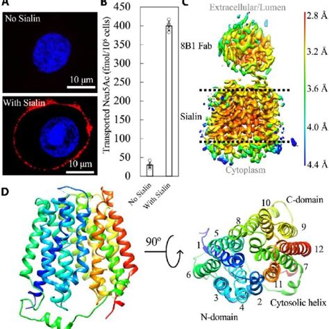 Overall Architecture Of Functional Sialin A Confocal Images Of High