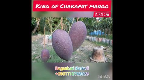 কিং অব চাকাপাত আম King Of Chakapat Mango Youtube