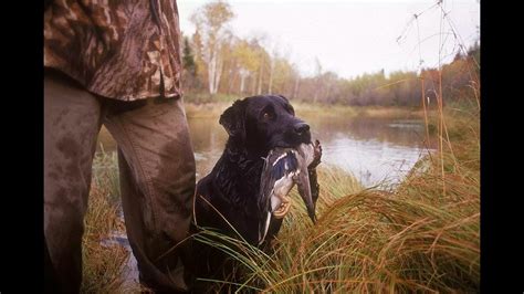 Bayou Meto Wildlife Management Area Youtube