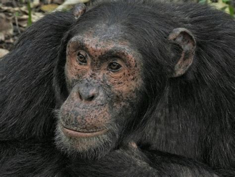 Chimpanzee Trekking Rwanda Days Rwanda Primates Safari