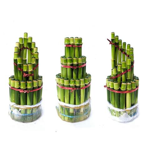 Bambu Hoki Cina Tanaman Hias Bambu Rejeki Terarium Lucky Bamboo Mini