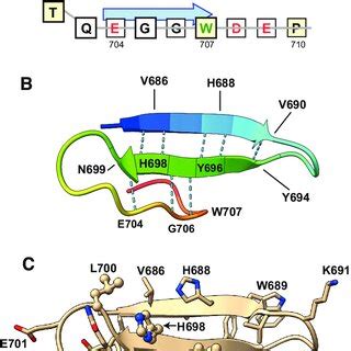 Model Of The WW Domain Of Human IQGAP1 A Schematic Model Gray Lines