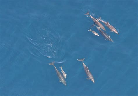 Common Bottlenose Dolphin | NOAA Fisheries