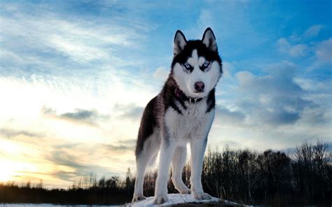 Alaskan Husky Dog Breed Information Images Characteristics Health