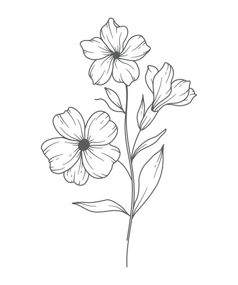 Primrose Flower Line Art Primrose Outline Illustration February Birth