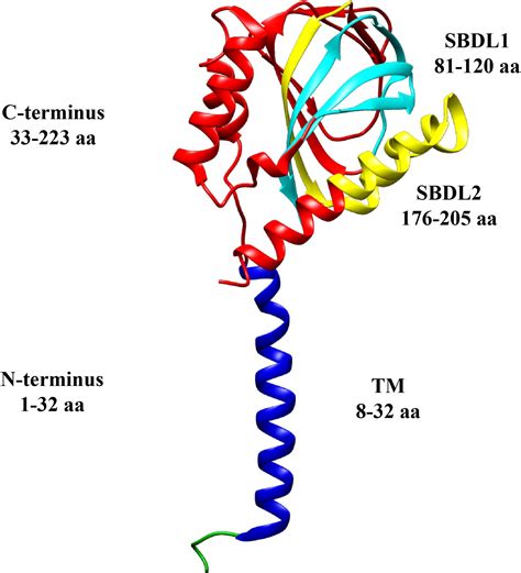 Frontiers Molecular Interplay Between The Sigma 1 Receptor Steroids