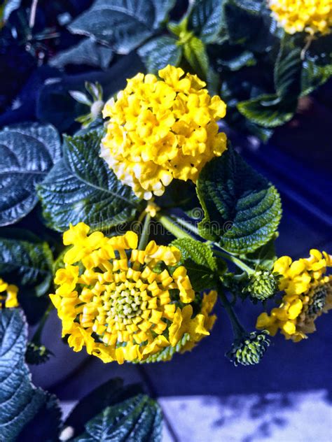 Flor Del Lantana En Color Amarillo Imagen De Archivo Imagen De Verano