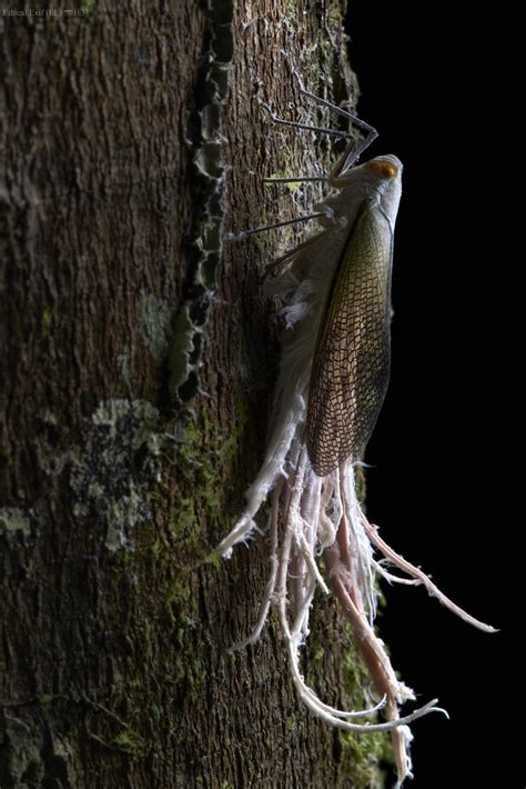 Wax Tailed Hopper Pterodictya Reticularis Photo From Coc Flickr