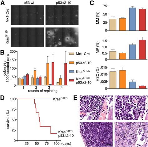 P Loss Promotes Acute Myeloid Leukemia By Enabling Aberrant Self Renewal