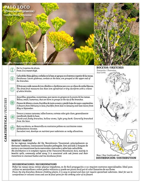 Vegetaci N Nativa De La Reserva Ecol Gica Del Pedregal De S N Ngel