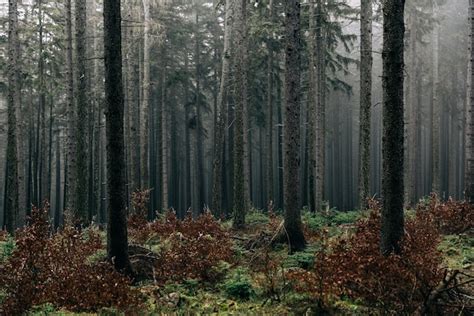 Premium Photo Landscape Of A Forest Covered In Greenery And Fog