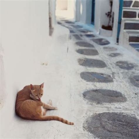 Diseases to Worry About with a Stray Cat - Pets