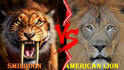 American Lion Vs Smilodon