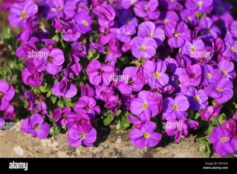 Close up detail of purple aubretia alpine plant in full flower in ...