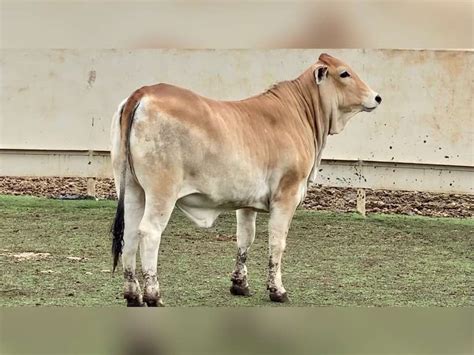 Jersey Brahman Cross Jandj Cattle Co