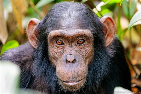 Chimpanzee Trekking In Uganda A Complete Guide Swedbank Nl