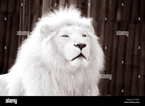 Albino Lion Wallpaper