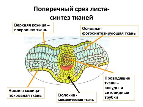 Ткани растений - презентация онлайн