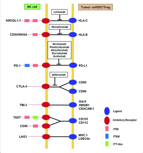 Interactions Among Immune Checkpoint Receptors And Ligands Affecting