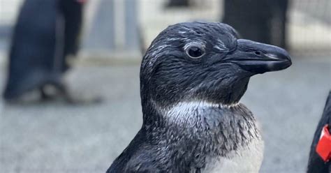 Zoo Duisburg übernimmt Patenschaft für Brillenpinguin Big B