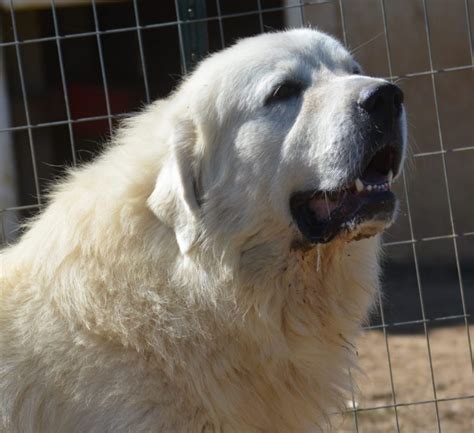 Great Pyrenees Puppies for Sale - Harvest Acres Great Pyrenees