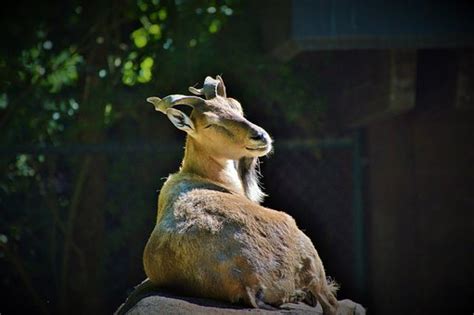 8+ Free Markhor & Goat Images - Pixabay