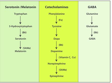 Various Neurotransmitters And Their Functions Overall Science