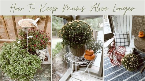 How To Keep Mums Alive Longerfall Garden Mum Caregarden Tipsfall