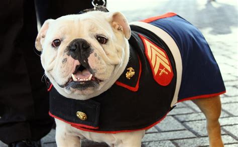 How Did The Bulldog Became The Marine Corps Mascot