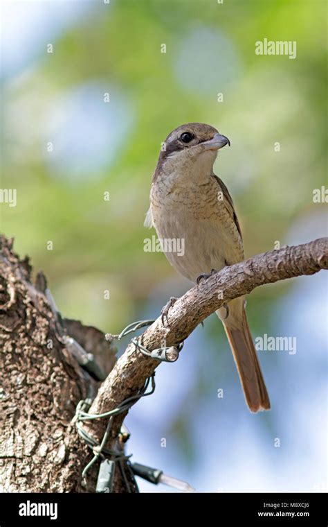 Brown Shrike Hi Res Stock Photography And Images Alamy