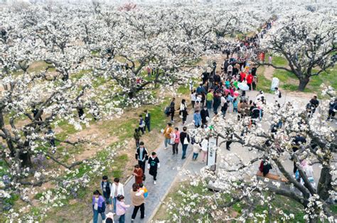 相约安徽·向春而行｜梨城专属浪漫！五十万亩梨花盛开似雪｜宿州砀山腾讯新闻